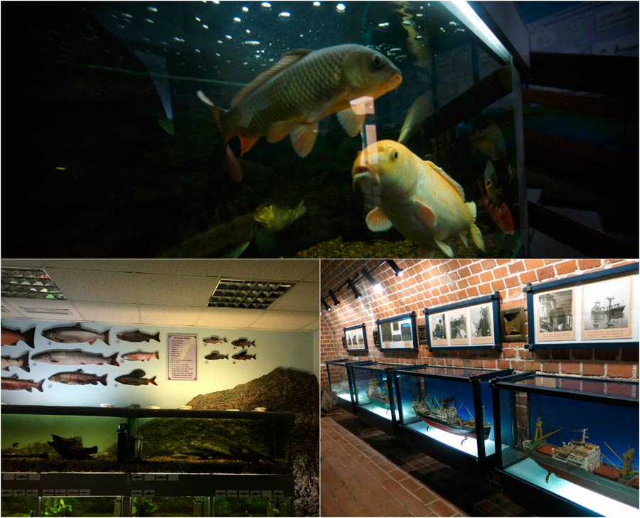 Музей рыб