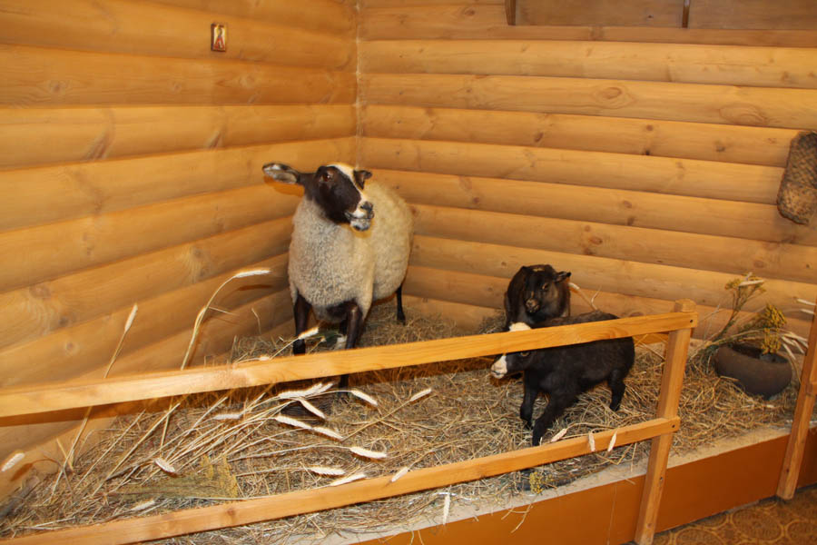Музей романовской овцы