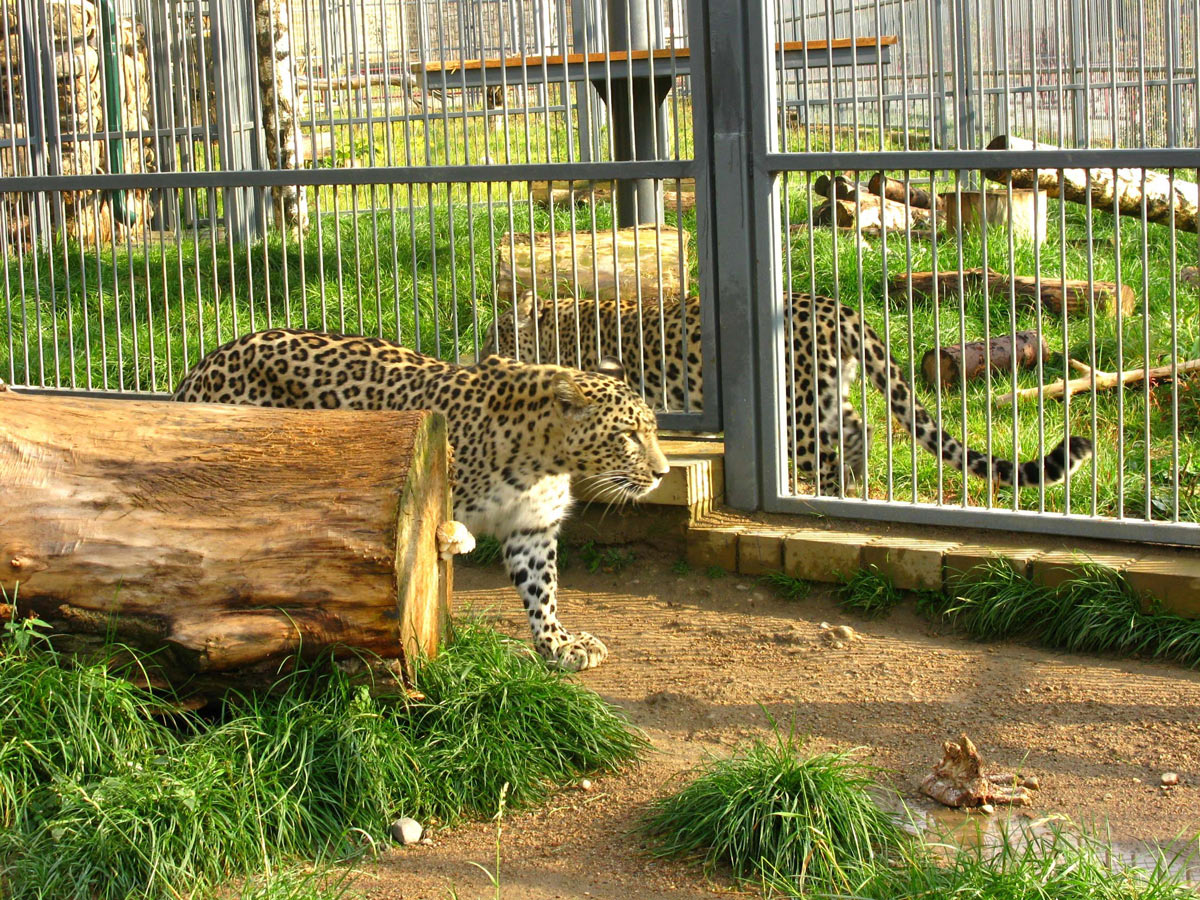 Зоопарк в минске фото животных